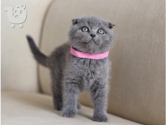 Το εντυπωσιακό Scottish Fold Tica Kitten Ready